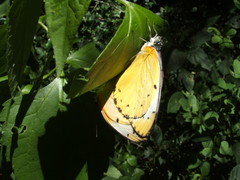 Belenois thysa thysa