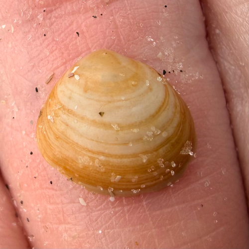 Abra aequalis, 2026-08-05