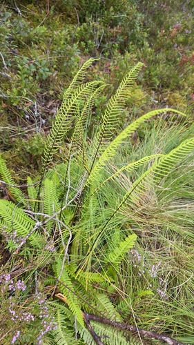 deer fern
