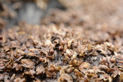 Zeylanidium sessile