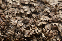 Zeylanidium sessile