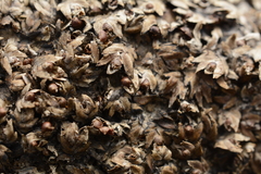 Zeylanidium sessile