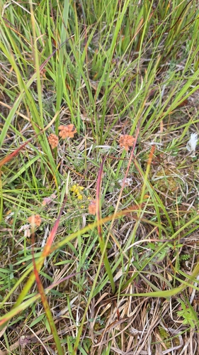 Cross-leaved Heath