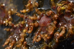 Cladopus