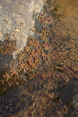 Cladopus
