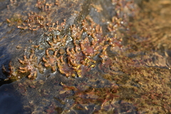 Cladopus