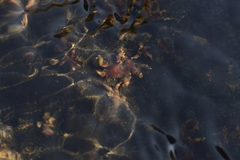 Cladopus