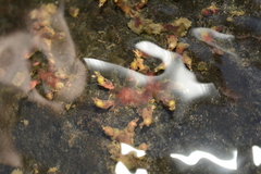 Cladopus