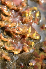 Cladopus