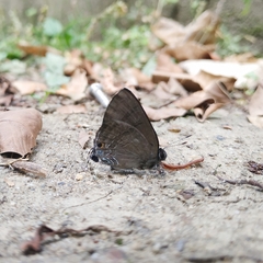 Rapala varuna formosana