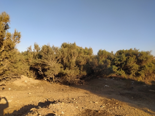 African Tamarisk