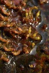 Cladopus
