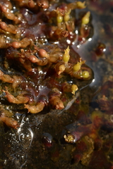 Cladopus