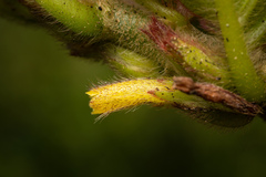 Columnea spathulata, photograph (c) Daniel Mesa, some rights reserved (CC BY)