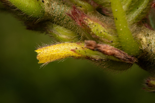 Columnea spathulata, photograph 4