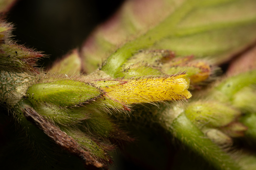 Columnea spathulata, photograph 5