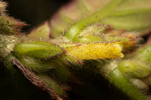 Columnea spathulata, photograph 6