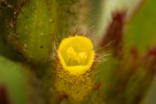 Columnea spathulata