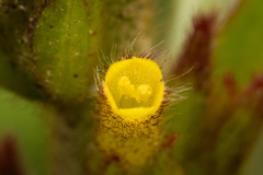 Columnea spathulata, photograph (c) Daniel Mesa, some rights reserved (CC BY)