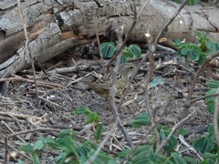 Locustella lanceolata