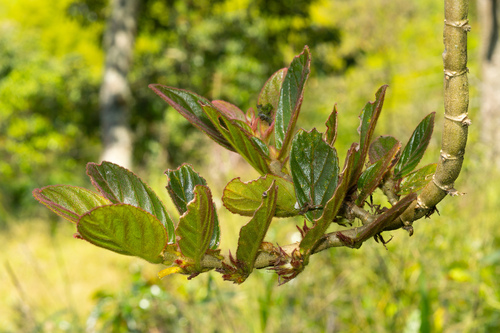 Columnea spathulata, photograph 1
