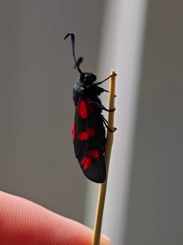 Six-spot Burnet