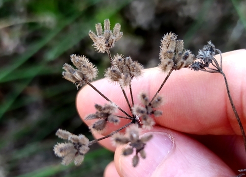 common hedge parsley