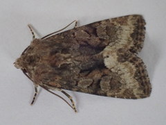 Oligia strigilis
