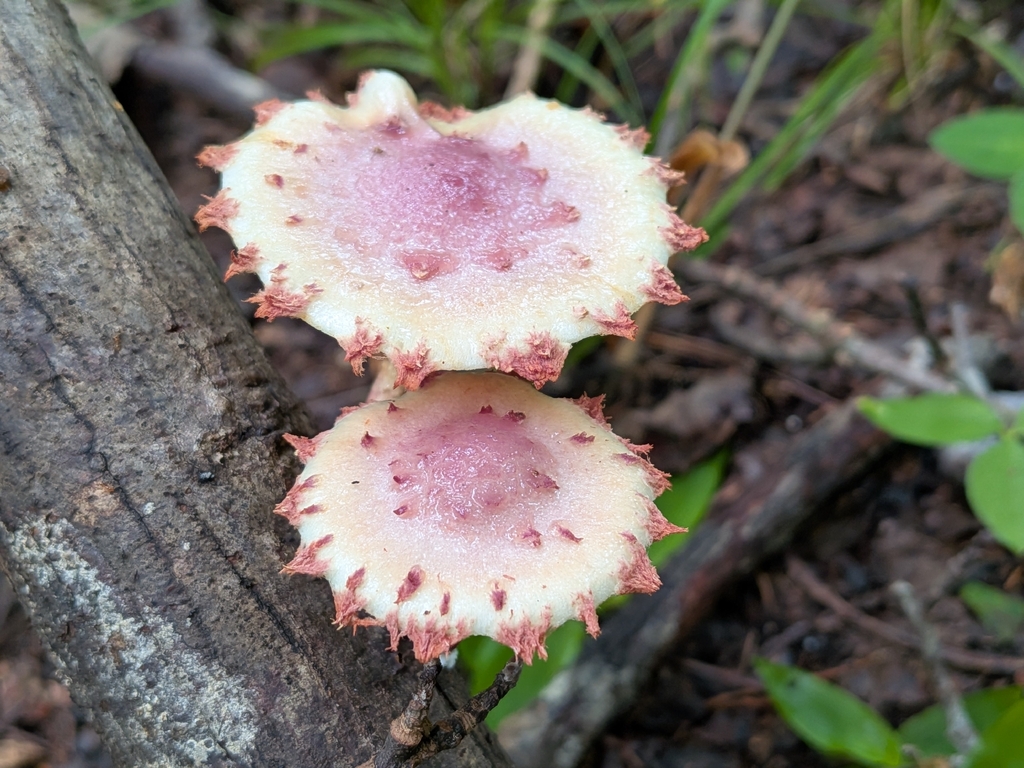 Pholiota polychroa