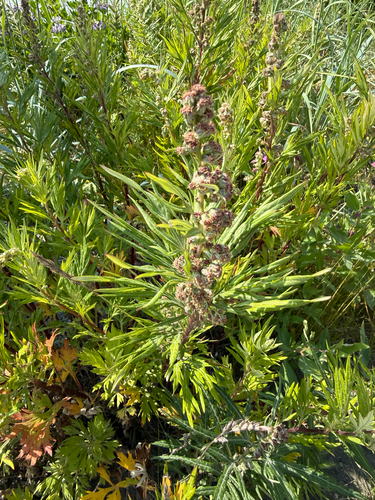 Artemisia tilesii, photograph 6