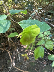 Lonicera ciliosa, photograph (c) Audrey Looby, some rights reserved (CC BY)