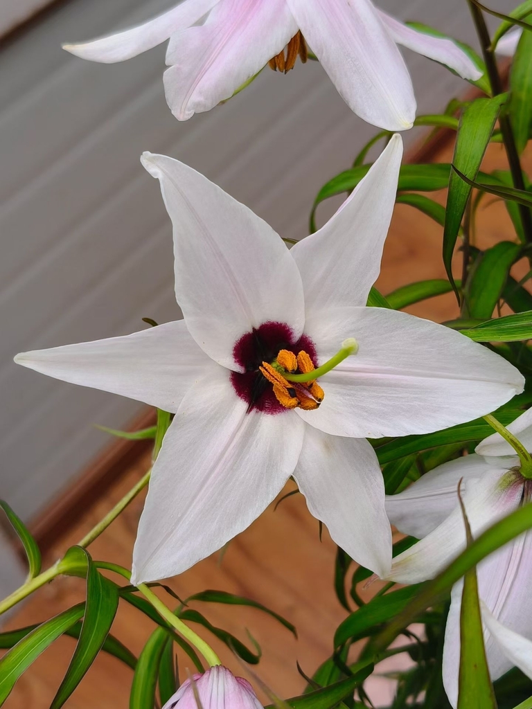 Lilium henrici