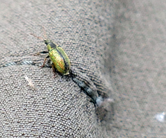 Phyllobius betulinus