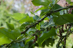 Smilax excelsa