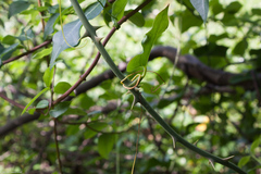 Smilax excelsa