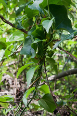 Smilax excelsa