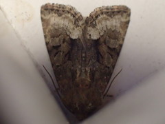 Oligia strigilis