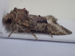 Oligia strigilis