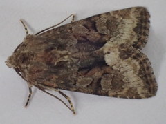 Oligia strigilis