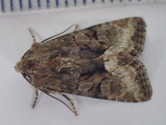 Oligia strigilis