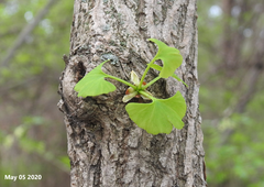 Ginkgo biloba