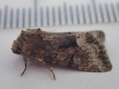 Oligia strigilis