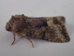 Oligia strigilis