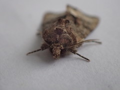Oligia strigilis