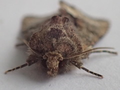 Oligia strigilis