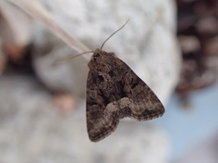 Oligia strigilis
