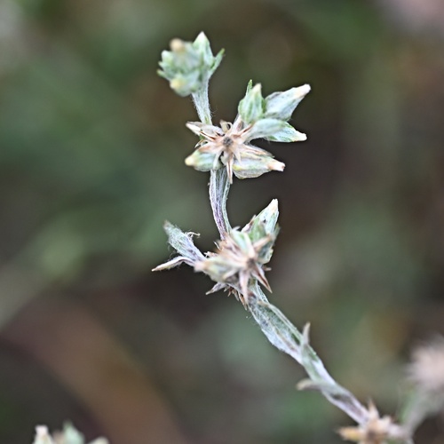 Logfia minima, photograph 3