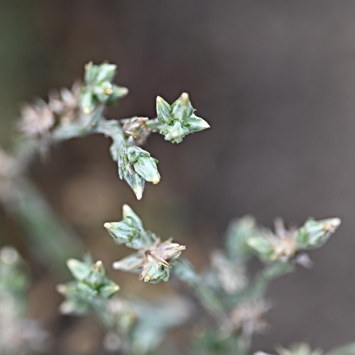 Logfia minima, photograph 2