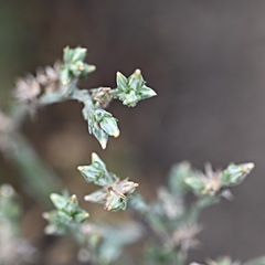 (c) Petr Harant, some rights reserved (CC BY) Logfia minima, photograph (c) Petr Harant, some rights reserved (CC BY)