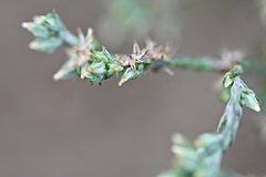 (c) Petr Harant, some rights reserved (CC BY) Logfia minima, photograph (c) Petr Harant, some rights reserved (CC BY)